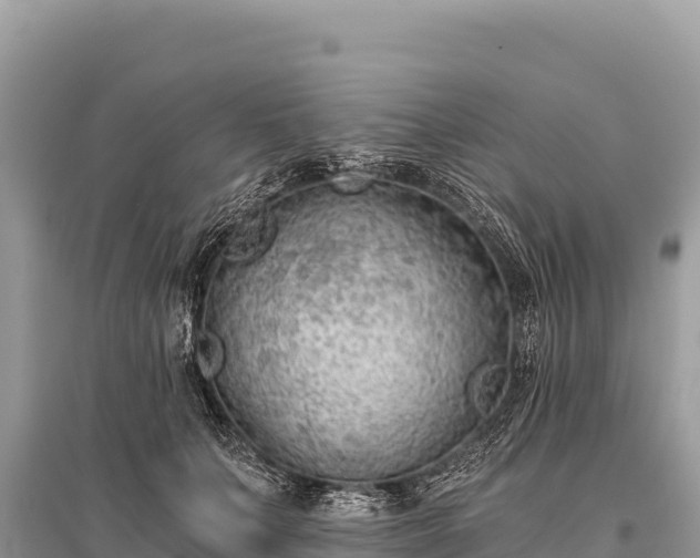 X0000096180703200801251216