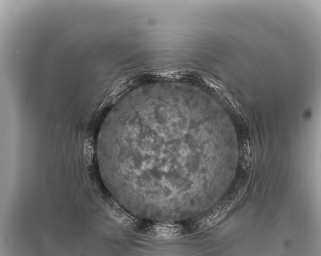X0000096180707200801251216