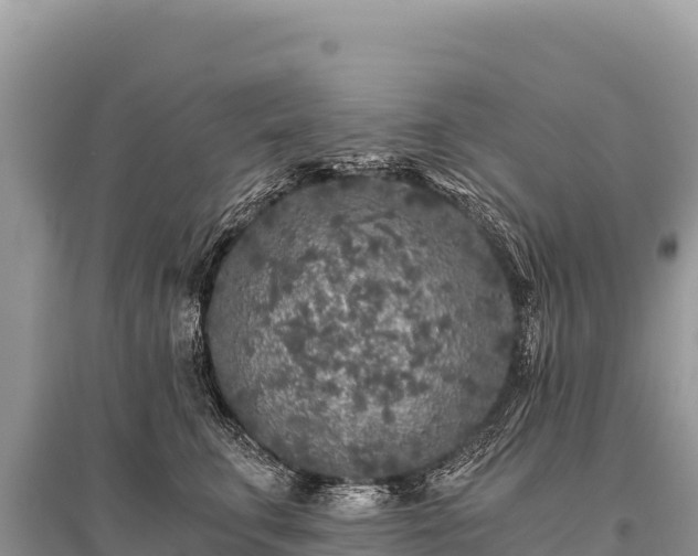 X0000096180711200801251216