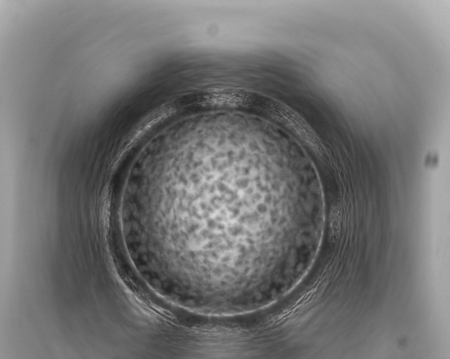 X0000096180722200801251215