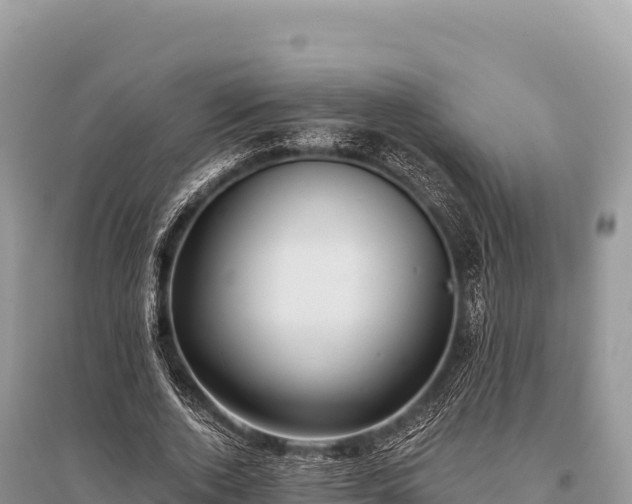 X0000096180728200801251215