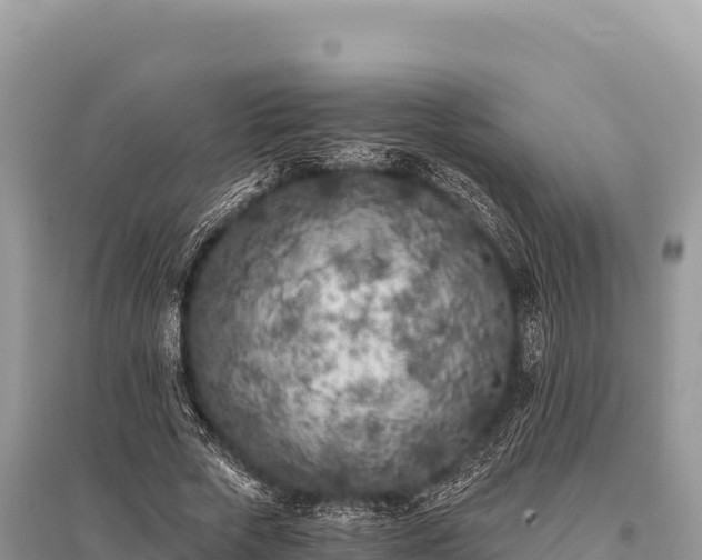 X0000096180729200801251215