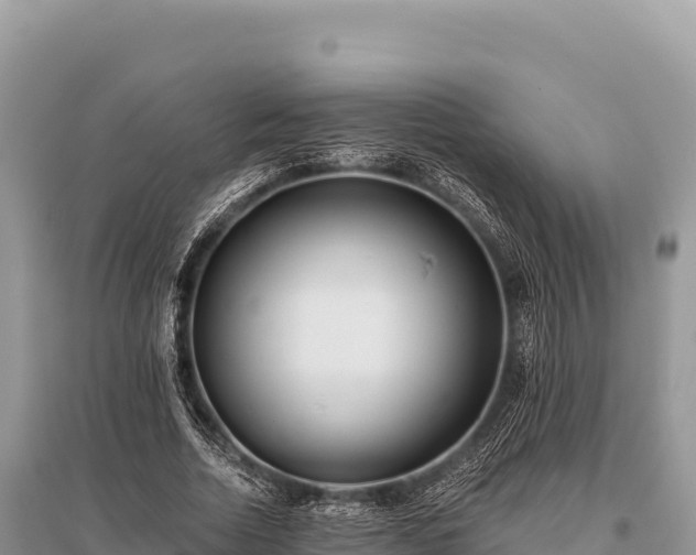 X0000096180730200801251215