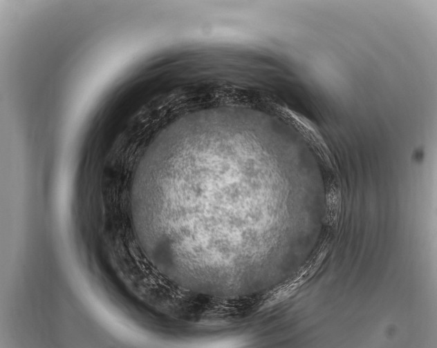 X0000096180765200801251216