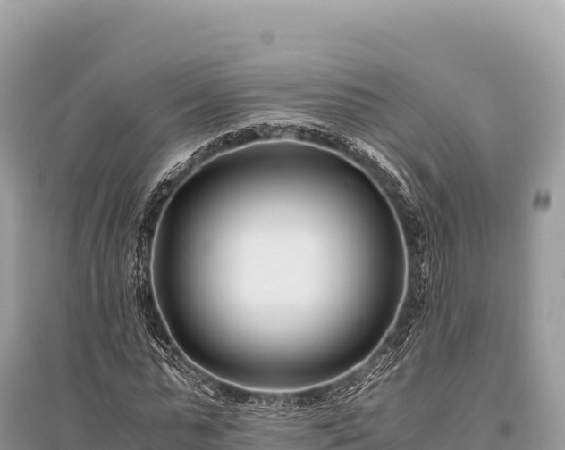 X0000096180775200801251215