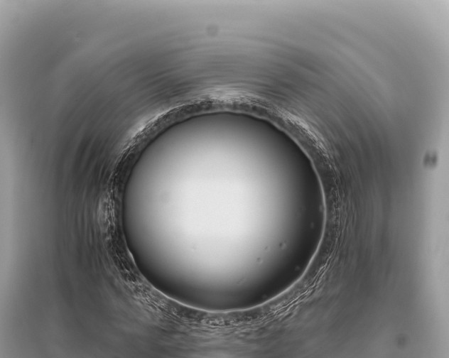 X0000096180776200801251215