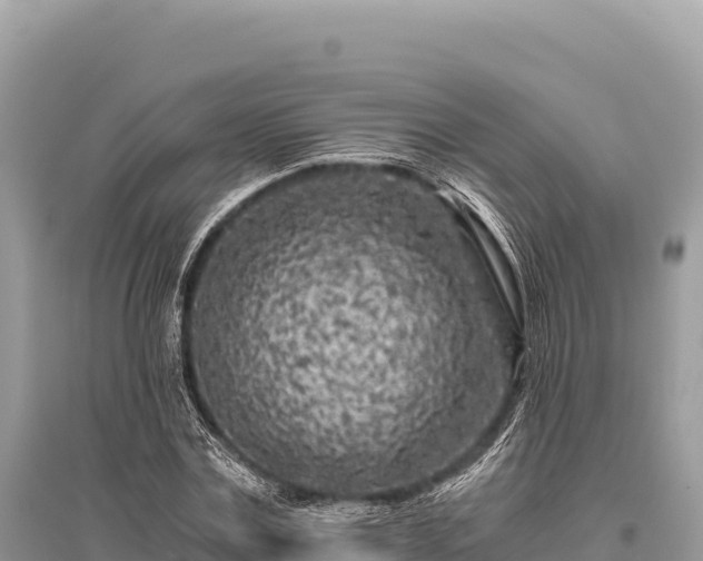 X0000096180779200801251215