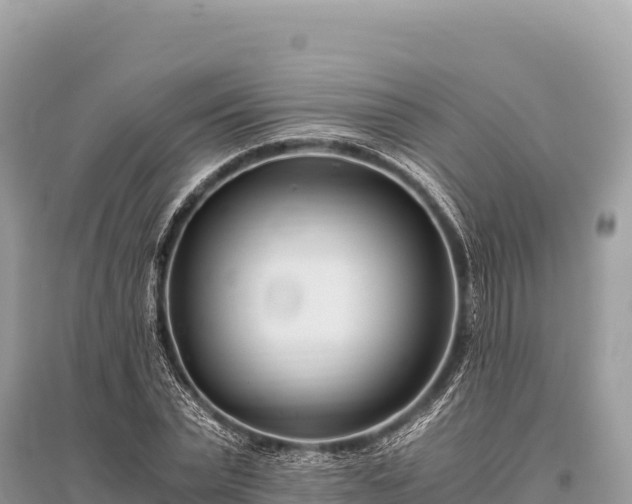 X0000096180783200801251215
