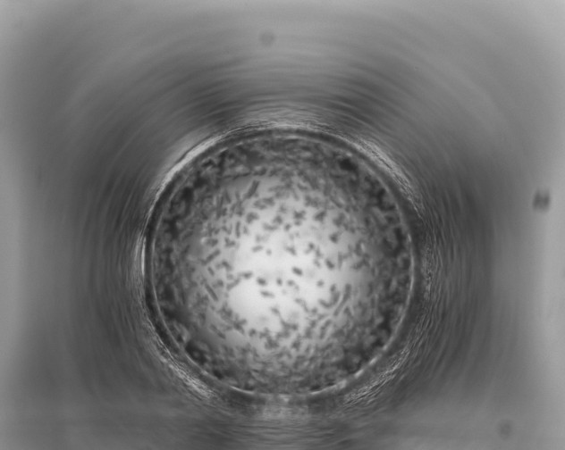 X0000096180790200801251214