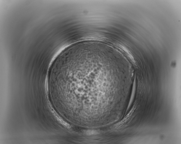 X0000096180796200801251214