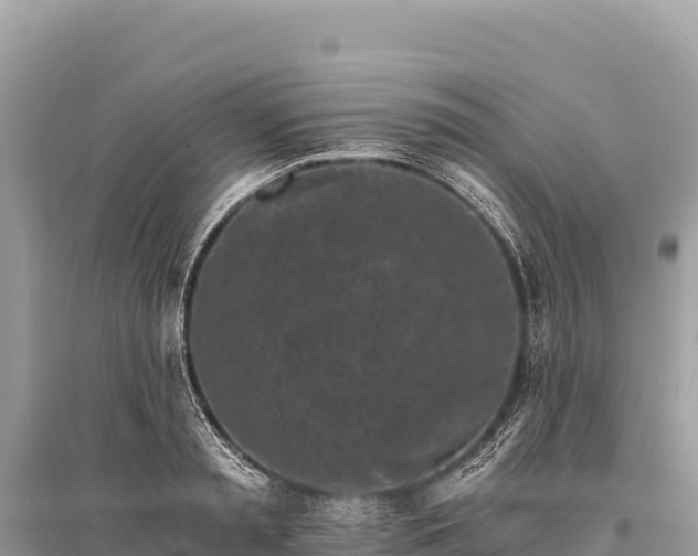 X0000096180797200801251214
