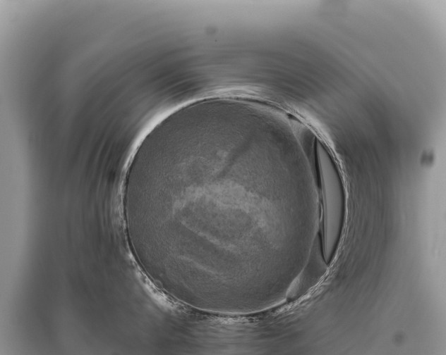 X0000096180816200801251214
