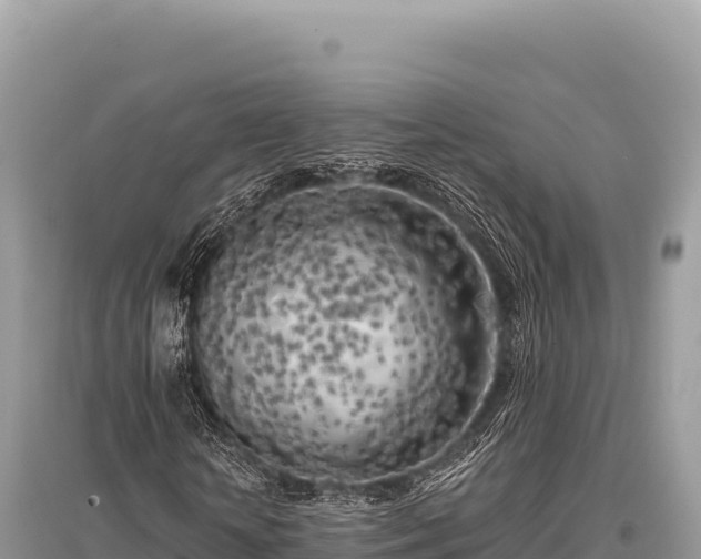 X0000096180818200801251213