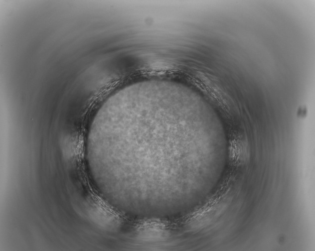 X0000096180820200801251213