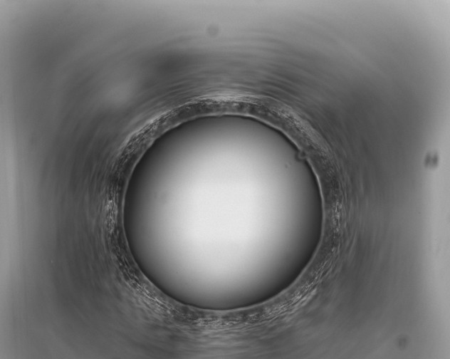 X0000096180821200801251213