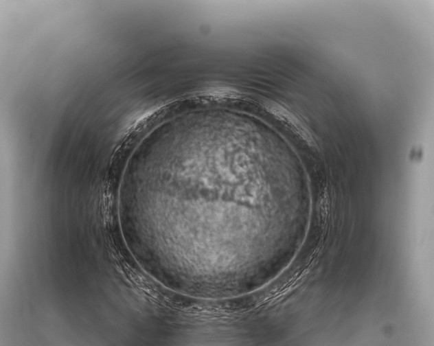 X0000096180822200801251213