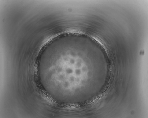 X0000096180823200801251213