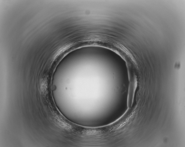 X0000096180826200801251213