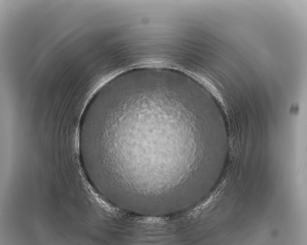 X0000096180839200801251214