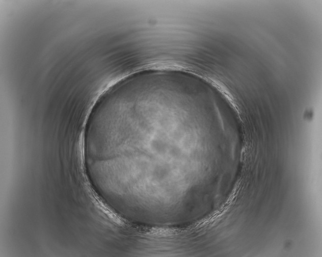 X0000096180840200801251214