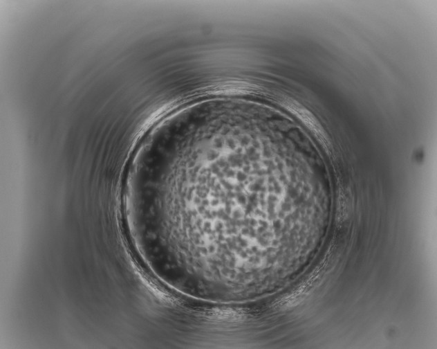 X0000096180850200801251214
