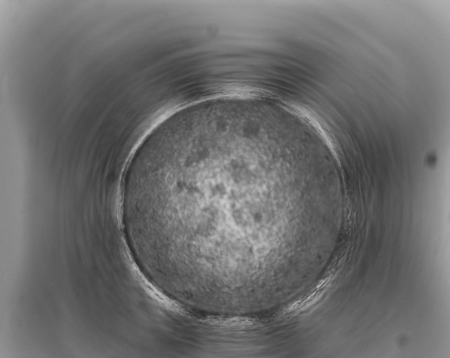 X0000096180851200801251214