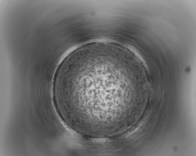 X0000096180853200801251214