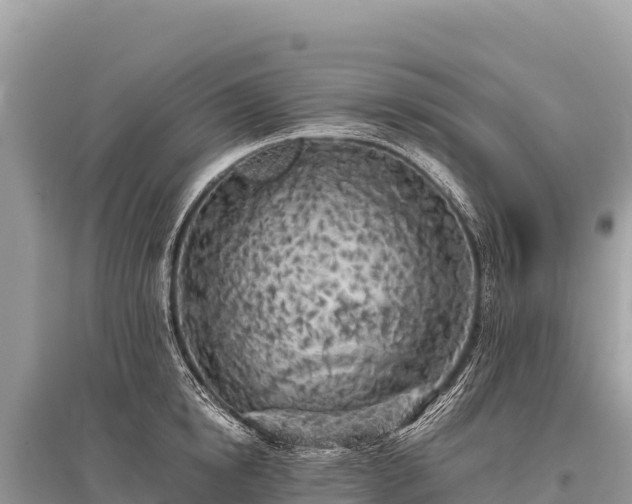 X0000096180854200801251214