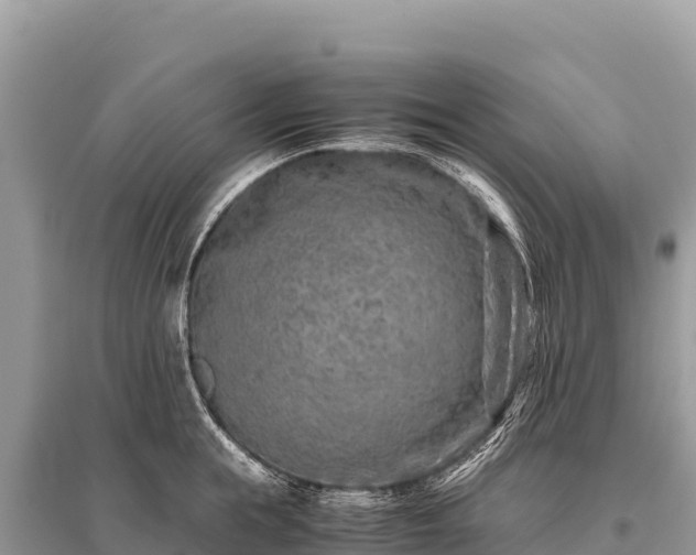 X0000096180855200801251214