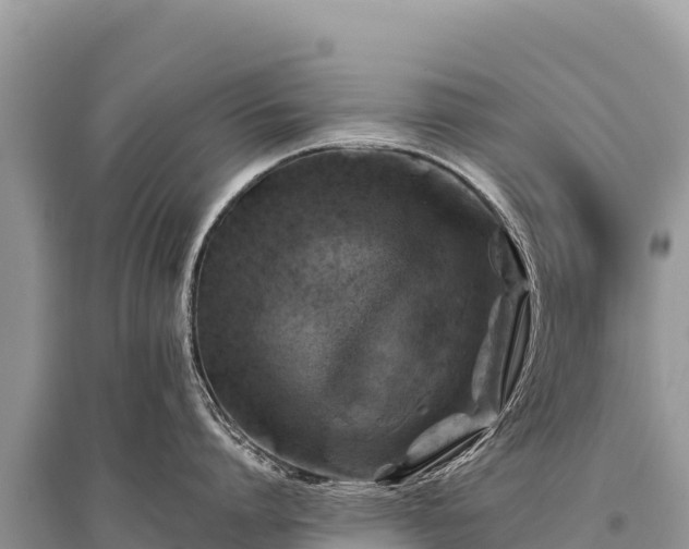 X0000096180864200801251214