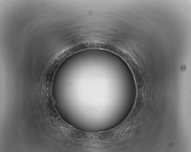 X0000096180870200801251213