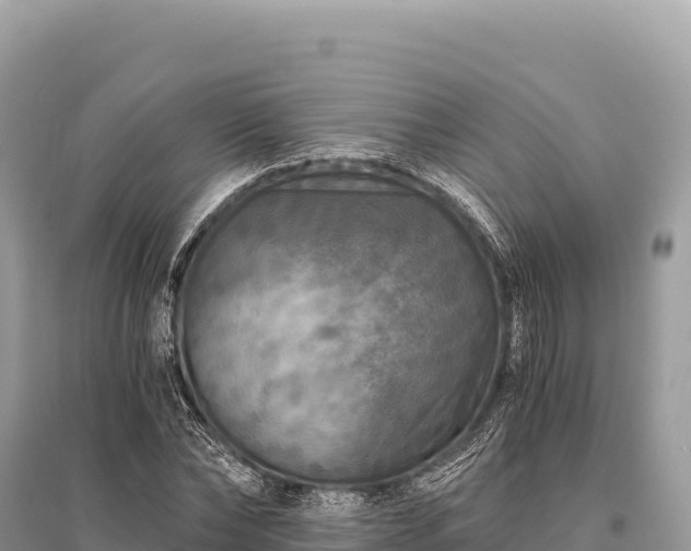 X0000096180878200801251213