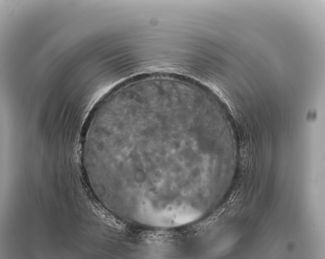 X0000096180879200801251213