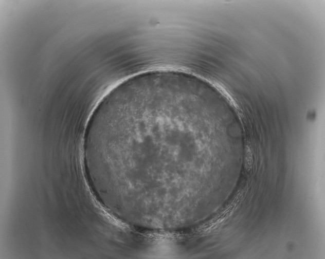 X0000096180895200801251213