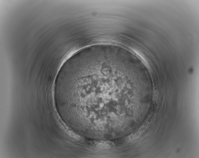 X0000096180899200801251213