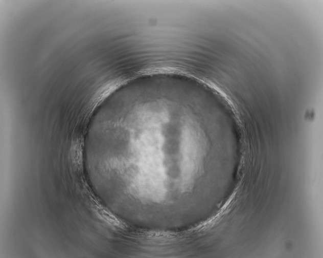 X0000096180921200801251212