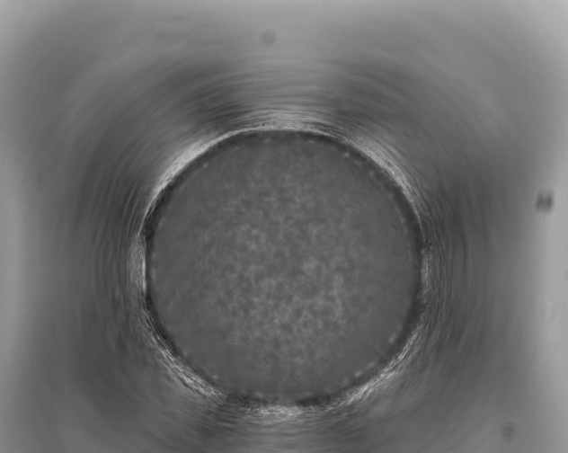 X0000096180925200801251212