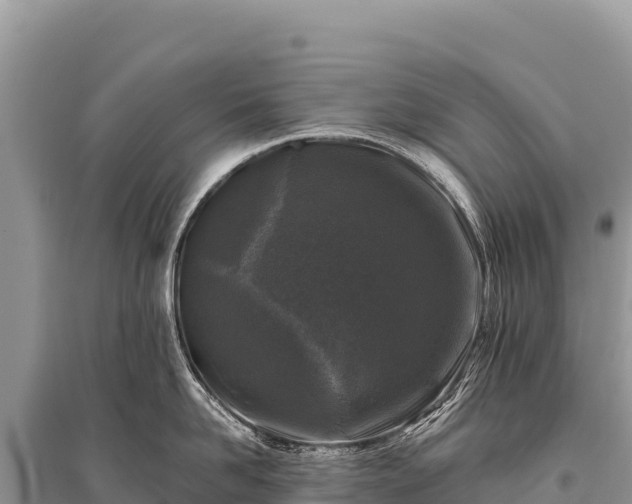 X0000096180958200801251212