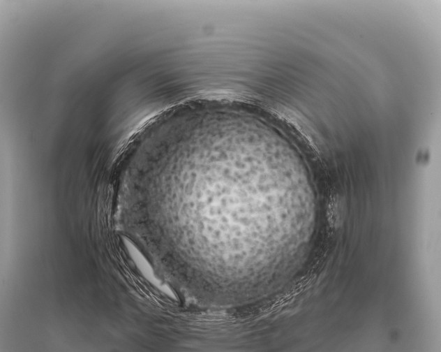 X0000096180968200801251212