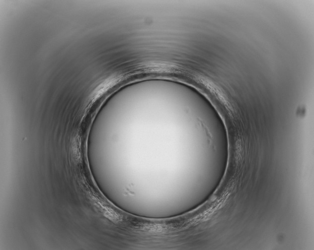 X0000096180970200801251212