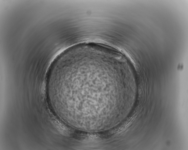 X0000096180975200801251212