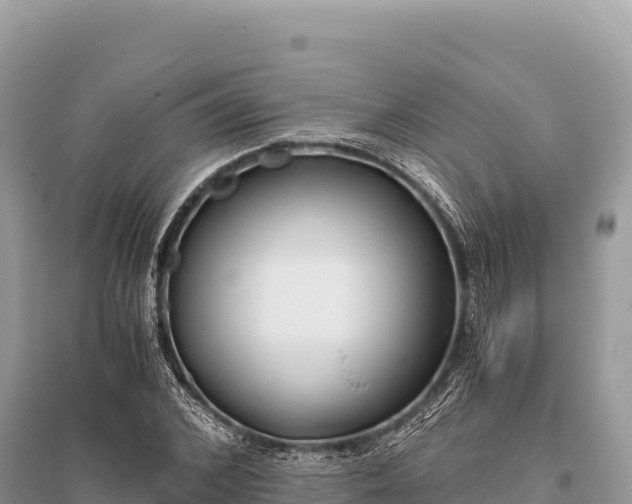 X0000096180976200801251212