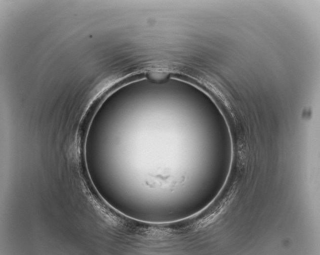 X0000096180981200801251212
