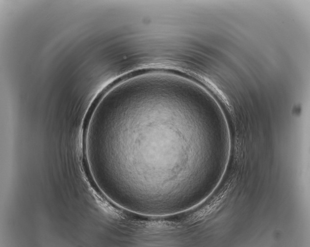 X0000096180988200801251211