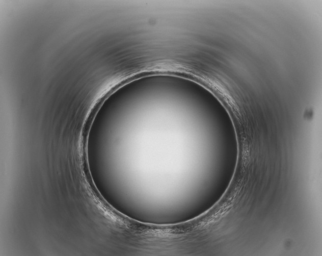 X0000096180990200801251211