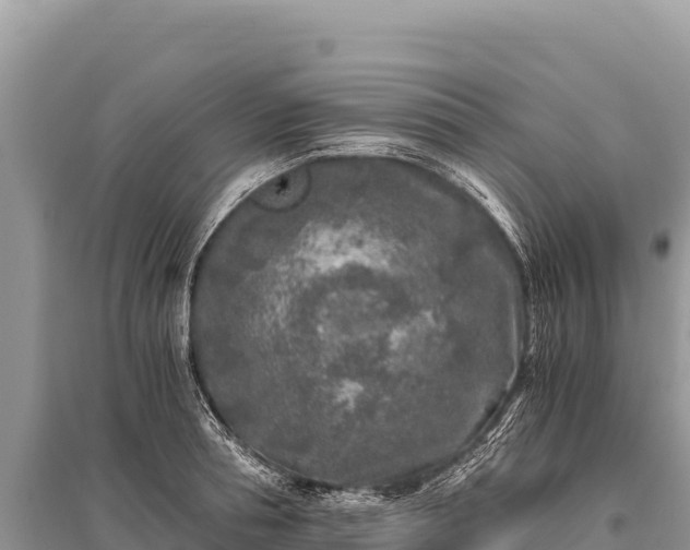 X0000096180994200801251211