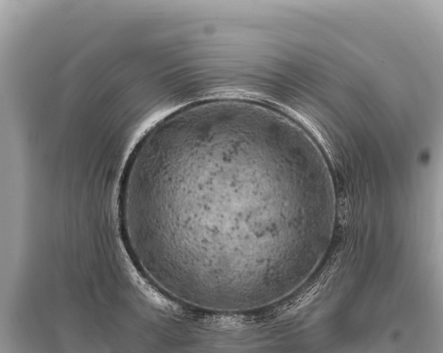 X0000096180995200801251211