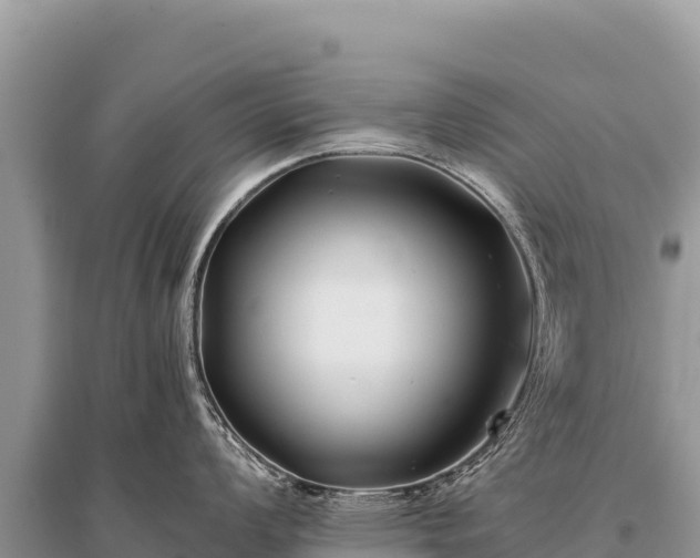X0000096181008200801251211