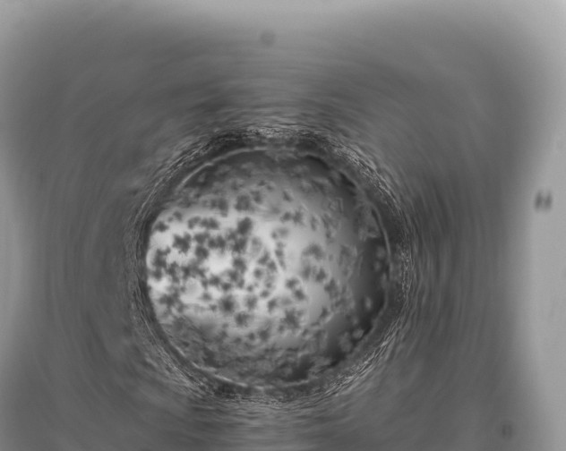 X0000096181009200801251210