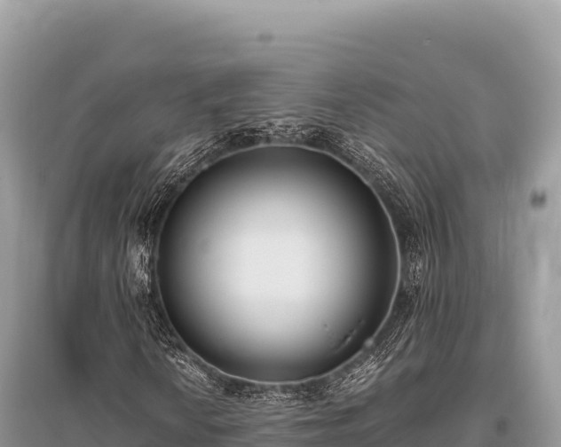 X0000096181010200801251210